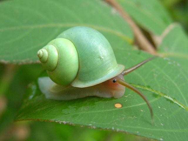 picture of a cute little green-shelled snail